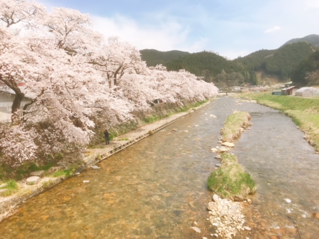 岡山県真庭市の県下最後の桜を３件はしごする旅。