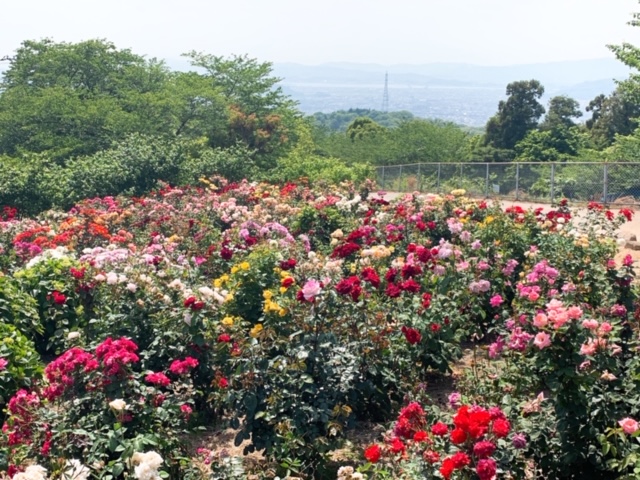 【倉敷市】種松山西園地のバラが見頃！桜だけじゃないアジサイももうすぐ！